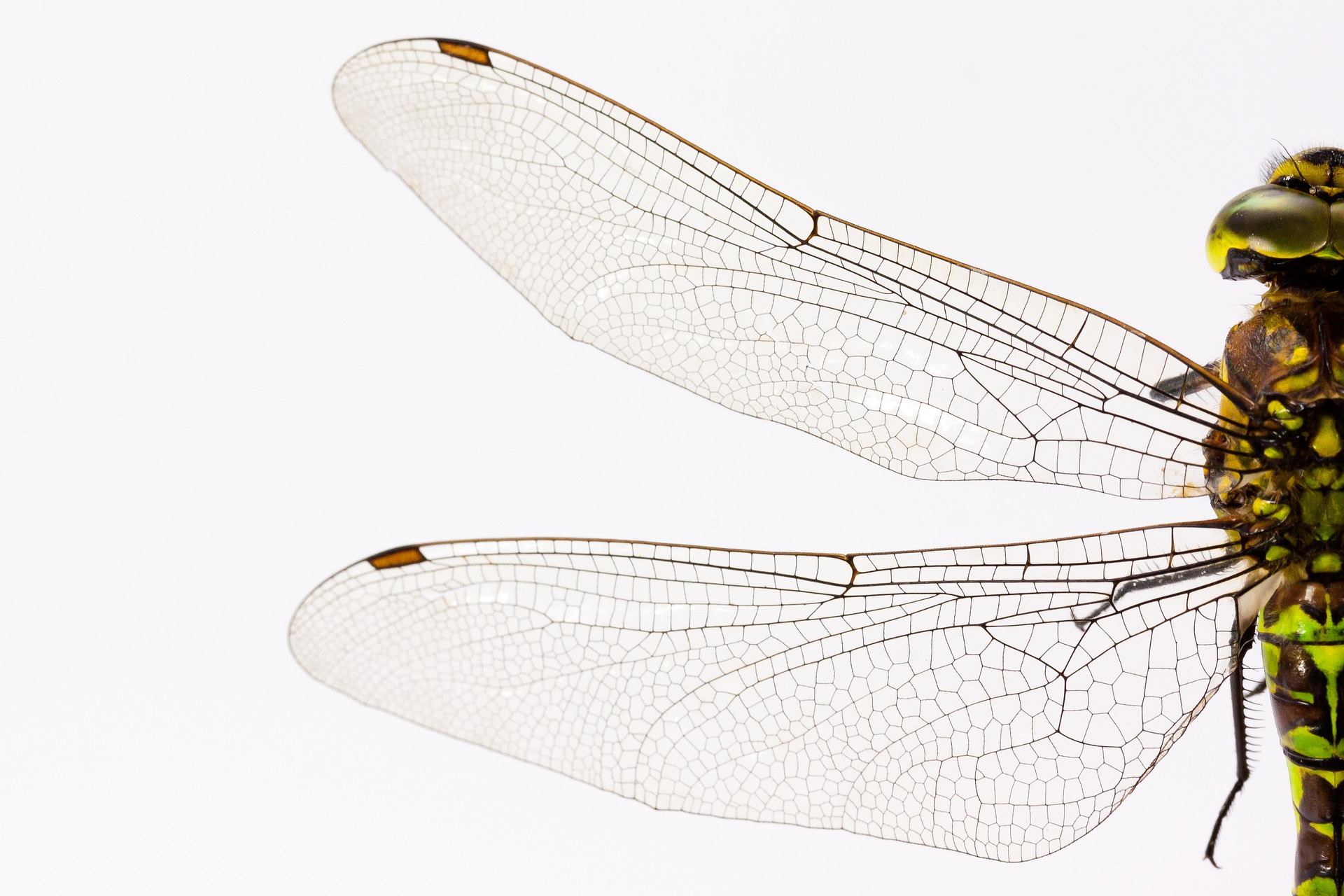 鳥の描き方 簡単なイラスト 天使の羽 孔雀 鳳凰 フクロウ 鶴の家紋まで 脳トレになる曼荼羅アートセラピー